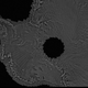 Illustration for article titled This Mosaic of Satellite Images Shows Antarctica Like Never Before
